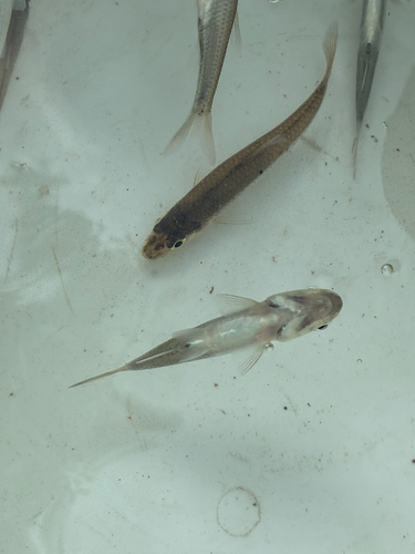Silverjaw Minnow