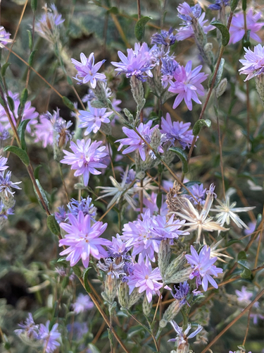 iNaturalist observation photo of Sierra lessingia