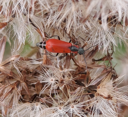 Red Malachite Beetle