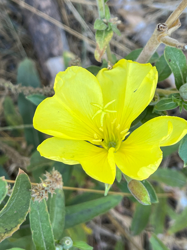 iNaturalist observation photo of tall evening primrose