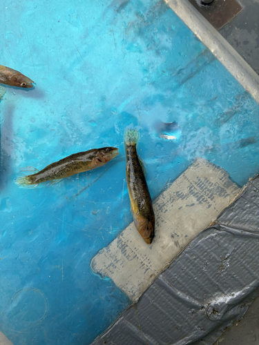 Rainbow Darter