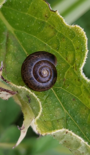 Bush snail