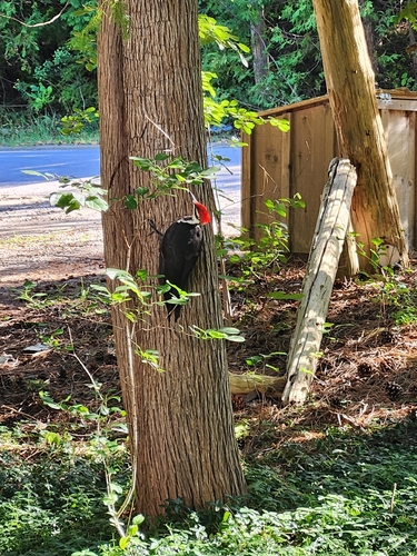 Pileated Woodpecker