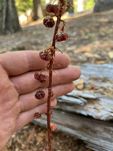 iNaturalist observation photo of woodland pinedrops