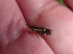 Esperia sulphurella
