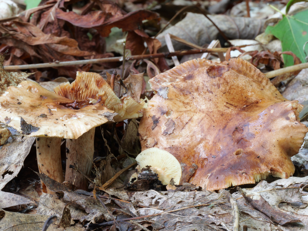Leucopaxillus tricolor · September 2026 · photo: Photo: no rights reserved · iNaturalist