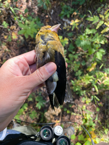 Evening Grosbeak