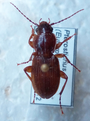 Pterostichus coracinus