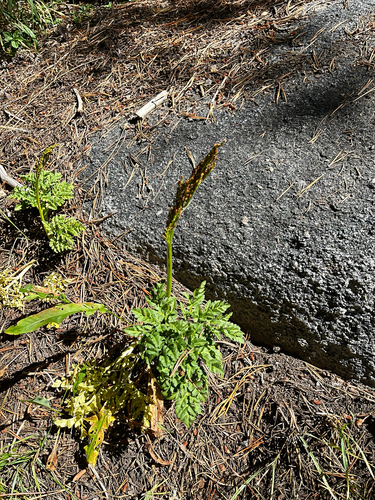 iNaturalist observation photo of leathery grapefern