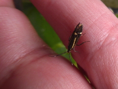 Esperia sulphurella