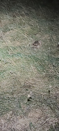 Brown Hare