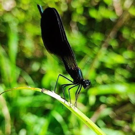 Copper Demoiselle