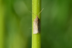 Clepsis senecionana