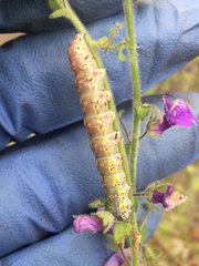 Sympistis perscripta