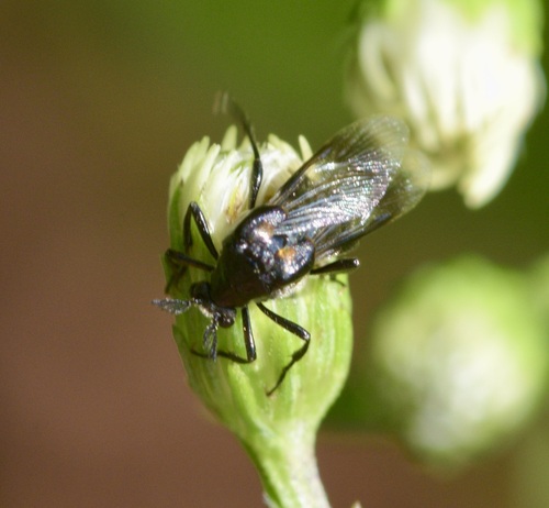 Ripiphorus fasciatus