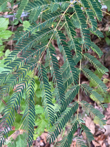 Persian silk tree