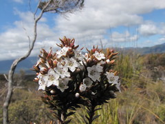 Epacris pauciflora