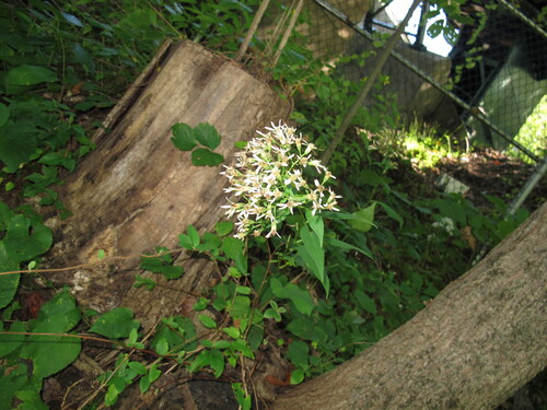 Eurybia schreberi observed 2026-09-14
