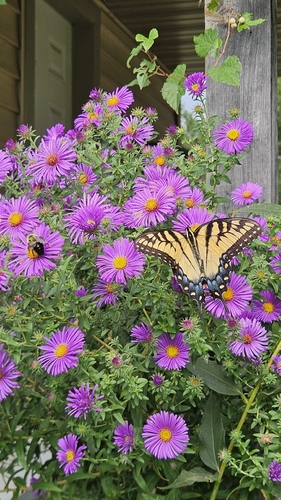 Eastern Tiger Swallowtail