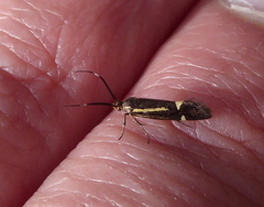 Esperia sulphurella