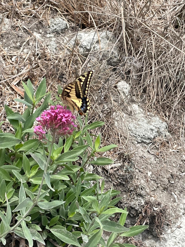 Old World Swallowtail