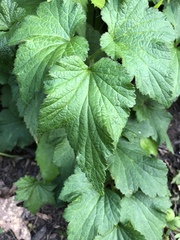 Eriocapitella × hybrida