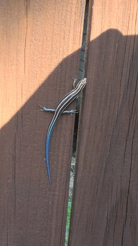 Common Five-lined Skink observed by fermented