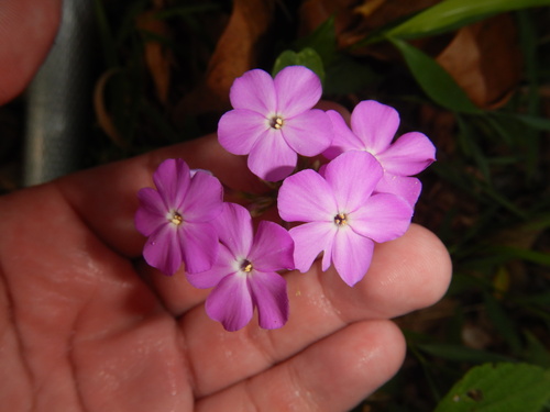 fall phlox