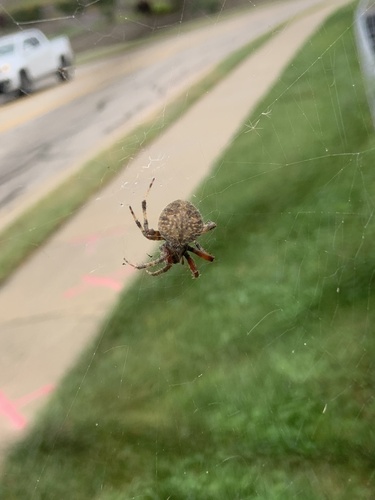Spotted Orbweaver