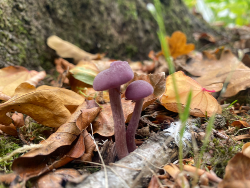 Amethyst Deceiver