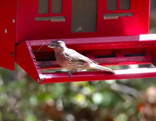 House Finch