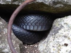 Hierophis viridiflavus carbonarius