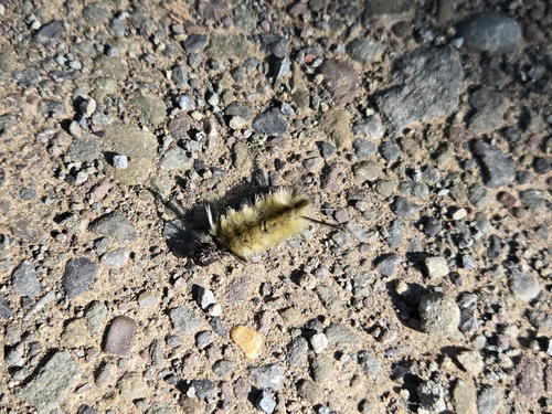 Banded Tussock Moth