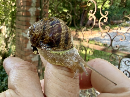 Garden Snail