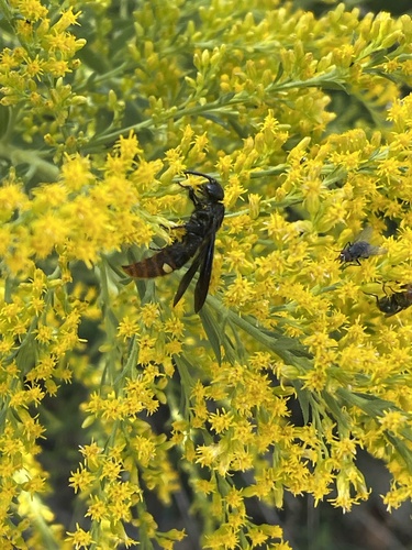 Blue-winged Scoliid Wasp