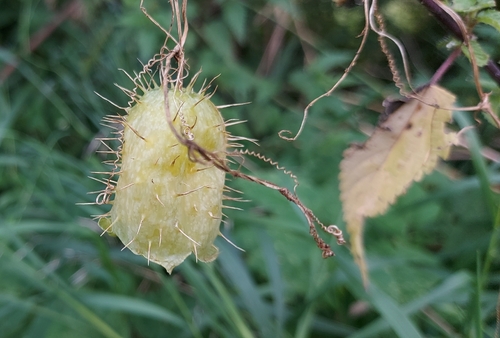 prickly cucumber