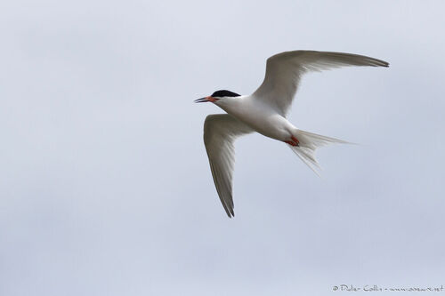 iNaturalist image