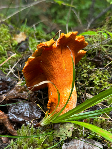 lobster mushroom