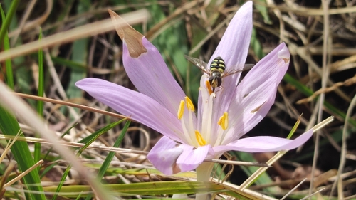 Autumn Crocus