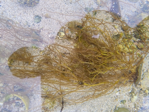 Desmarestia aculeata observed 2026-09-14