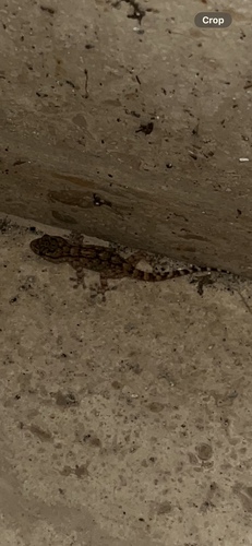 Moorish Gecko