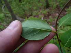 Lonicera sempervirens