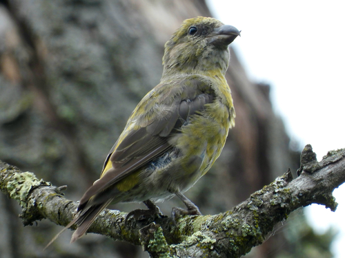 Red Crossbill