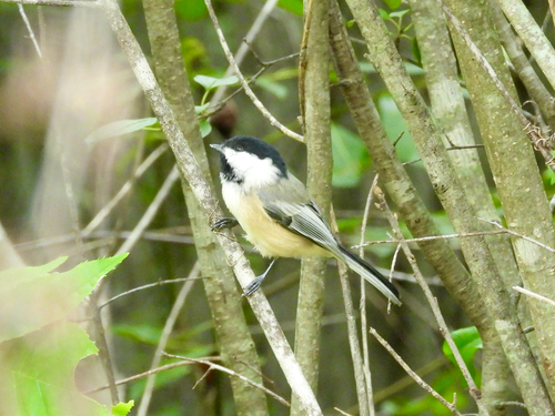 Black-capped Chickadee