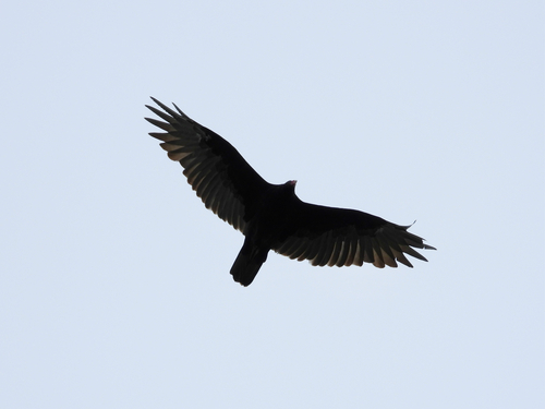 Turkey Vulture