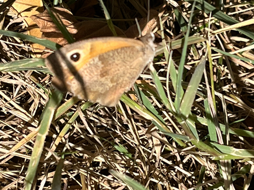Meadow Brown