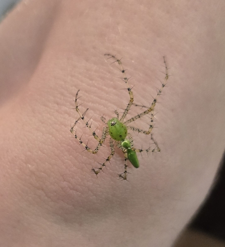 Green Lynx Spider