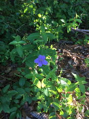 Ruellia pedunculata