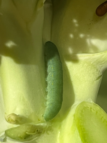 Small White