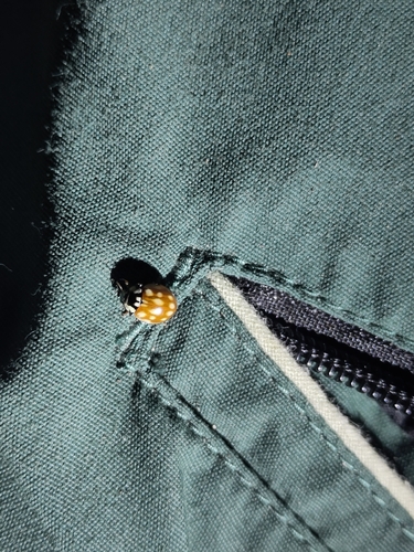 Eyed Ladybird Beetle